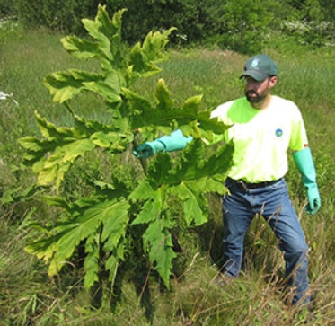 Giant Hog weed grows to be taller than people, this image is a size comparison between the weed and a man with the weed being a foot taller