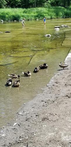ducks in the Buffalo Creek on a sunny day. the water is clear and there are a couple people playing in the water in the background